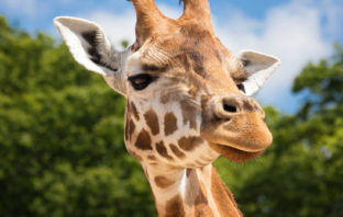 ZOOM COLONIES TOUSSAINT 2020 : MA COLO AU ZOO DE LA FLÈCHE