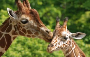 PROGRAMMATION VACANCES ÉTÉ 2021 : AFRIQUE DU SUD – CIRCUIT EN FAMILLE