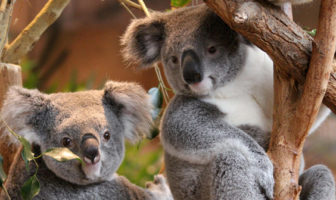 ZOOPARC DE BEAUVAL