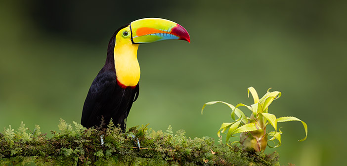 COSTA-RICA